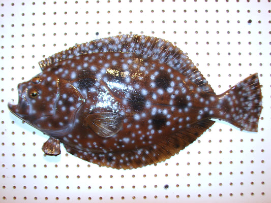 22" Flounder FREE SHIPPING