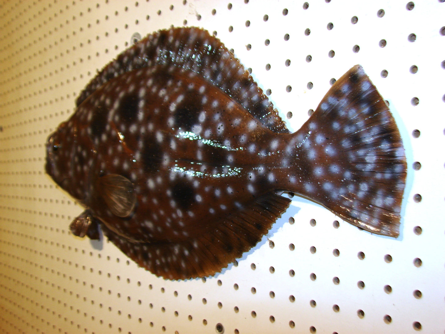 22" Flounder FREE SHIPPING