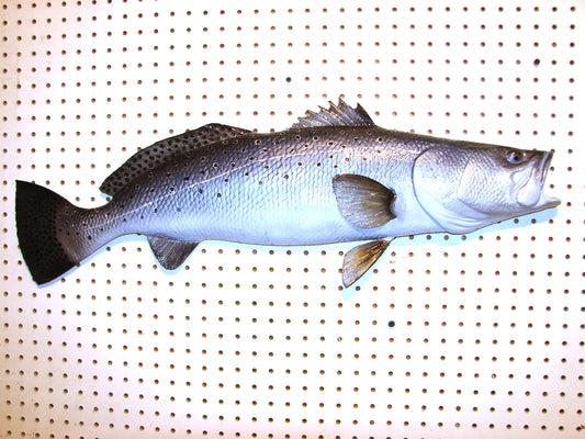 32" Speckled Sea Trout 1/2 mount  FREE SHIPPING