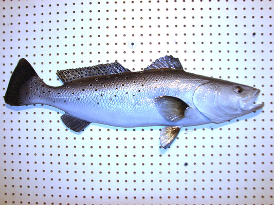 30" Speckled Sea Trout 1/2 mount  FREE SHIPPING