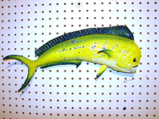 17-18" Mahi Dorado Dolphin Fish mount  FREE SHIPPING