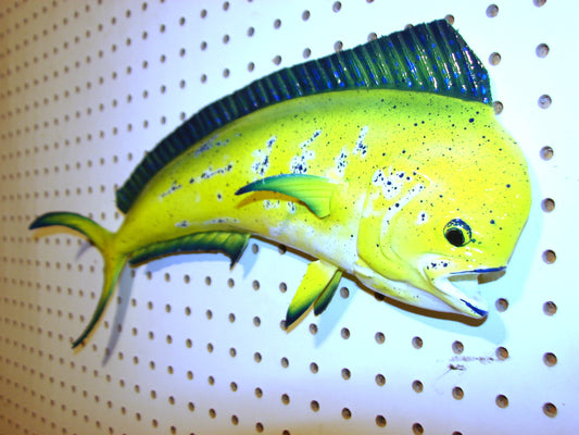 17-18" Mahi Dorado Dolphin Fish mount  FREE SHIPPING