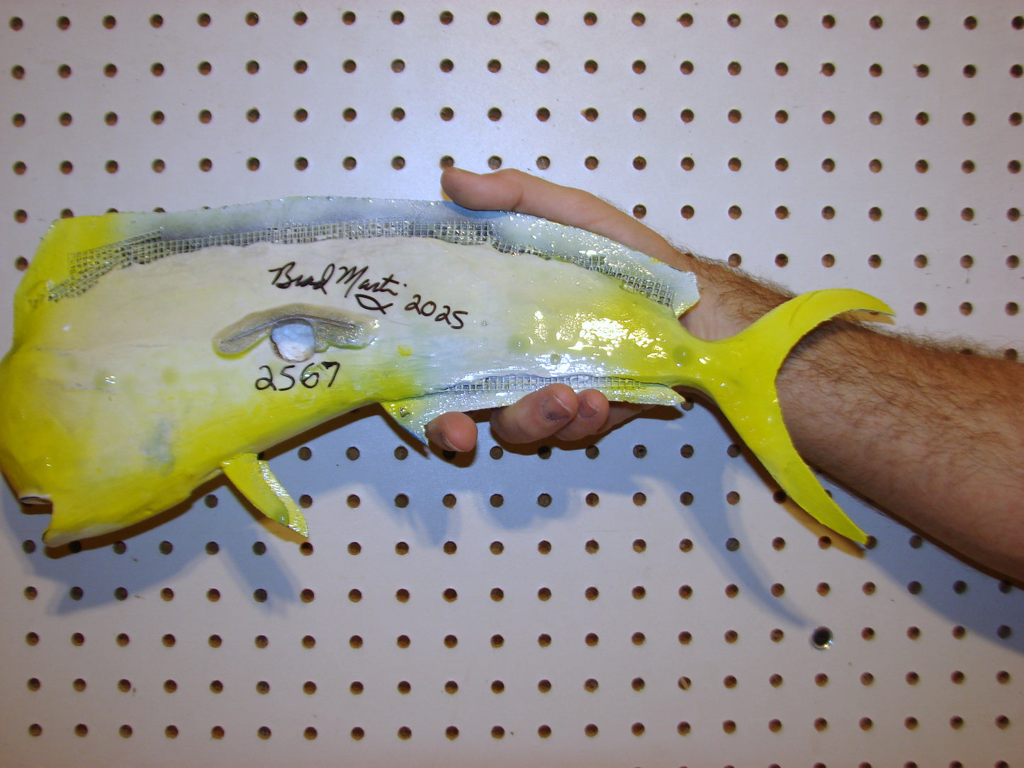 17-18" Mahi Dorado Dolphin Fish mount  FREE SHIPPING