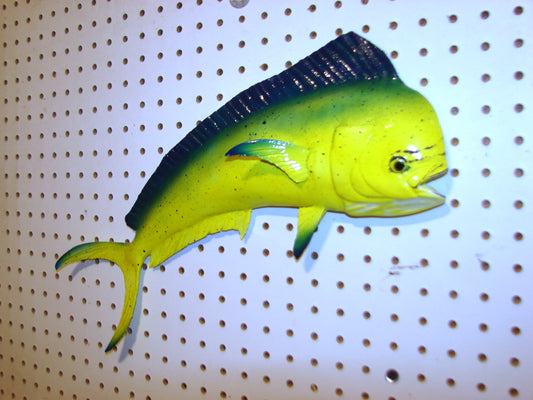 17-18" Mahi Dorado Dolphin Fish mount  FREE SHIPPING