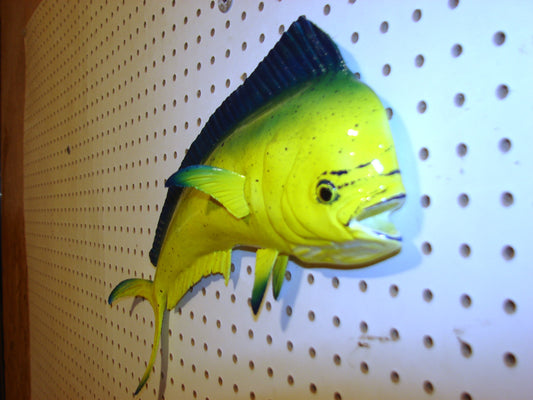 17-18" Mahi Dorado Dolphin Fish mount  FREE SHIPPING
