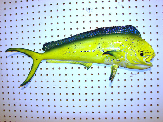 22-23" Mahi Dorado Dolphin Fish mount  FREE SHIPPING