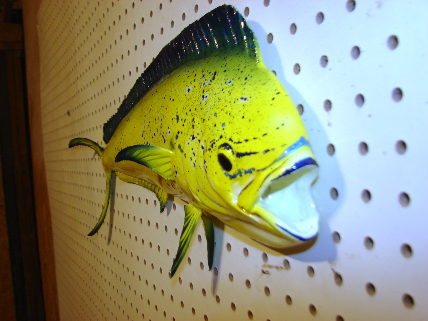 22-23" Mahi Dorado Dolphin Fish mount  FREE SHIPPING