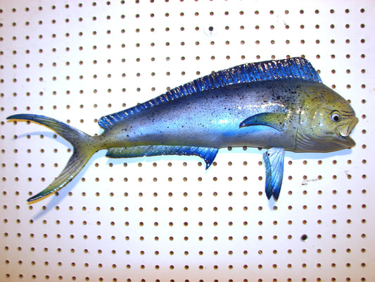 22-23" Blue Mahi Dorado Dolphin Fish mount  FREE SHIPPING