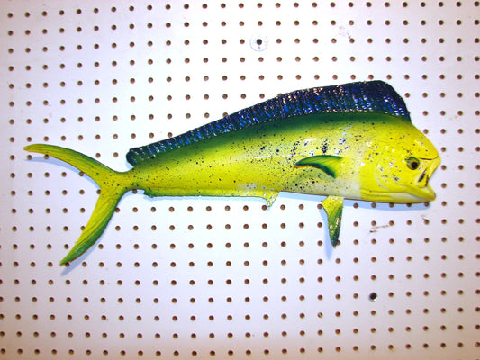 22-23" Mahi Dorado Dolphin Fish mount  FREE SHIPPING