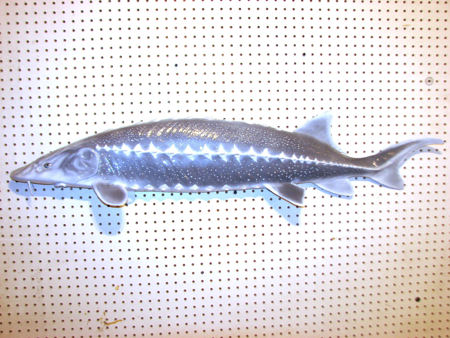 48" White Sturgeon Fish Mount FREE SHIPPING
