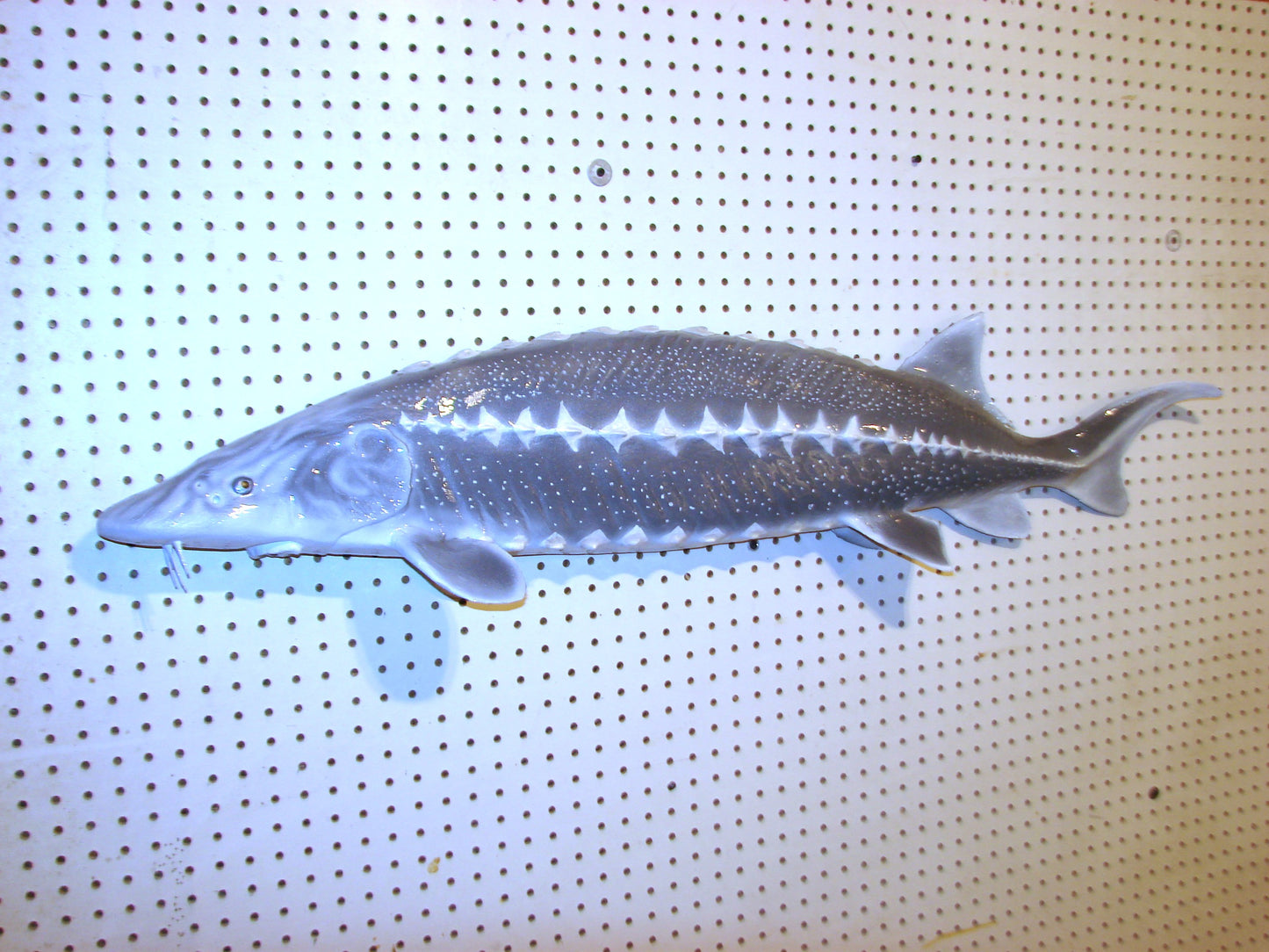 48" White Sturgeon Fish Mount FREE SHIPPING