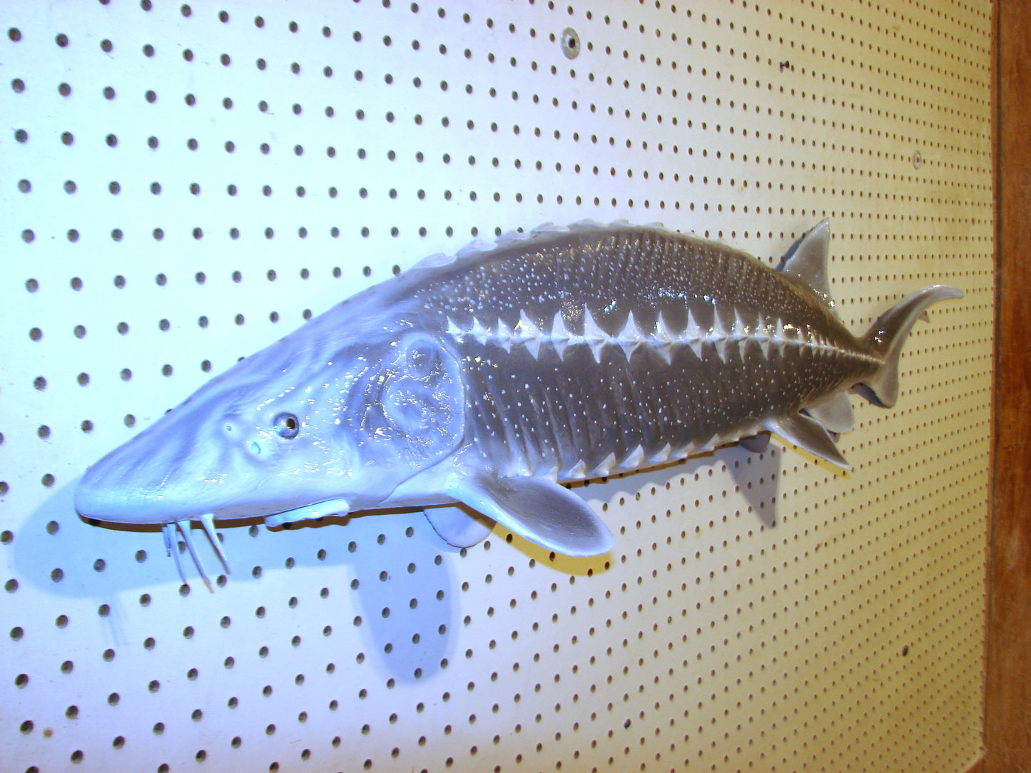 48" White Sturgeon Fish Mount FREE SHIPPING
