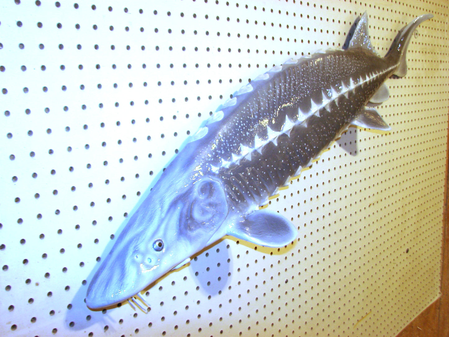 48" White Sturgeon Fish Mount FREE SHIPPING