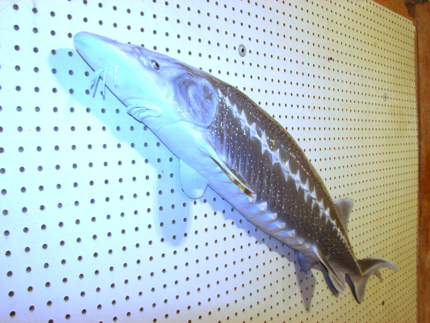 48" White Sturgeon Fish Mount FREE SHIPPING