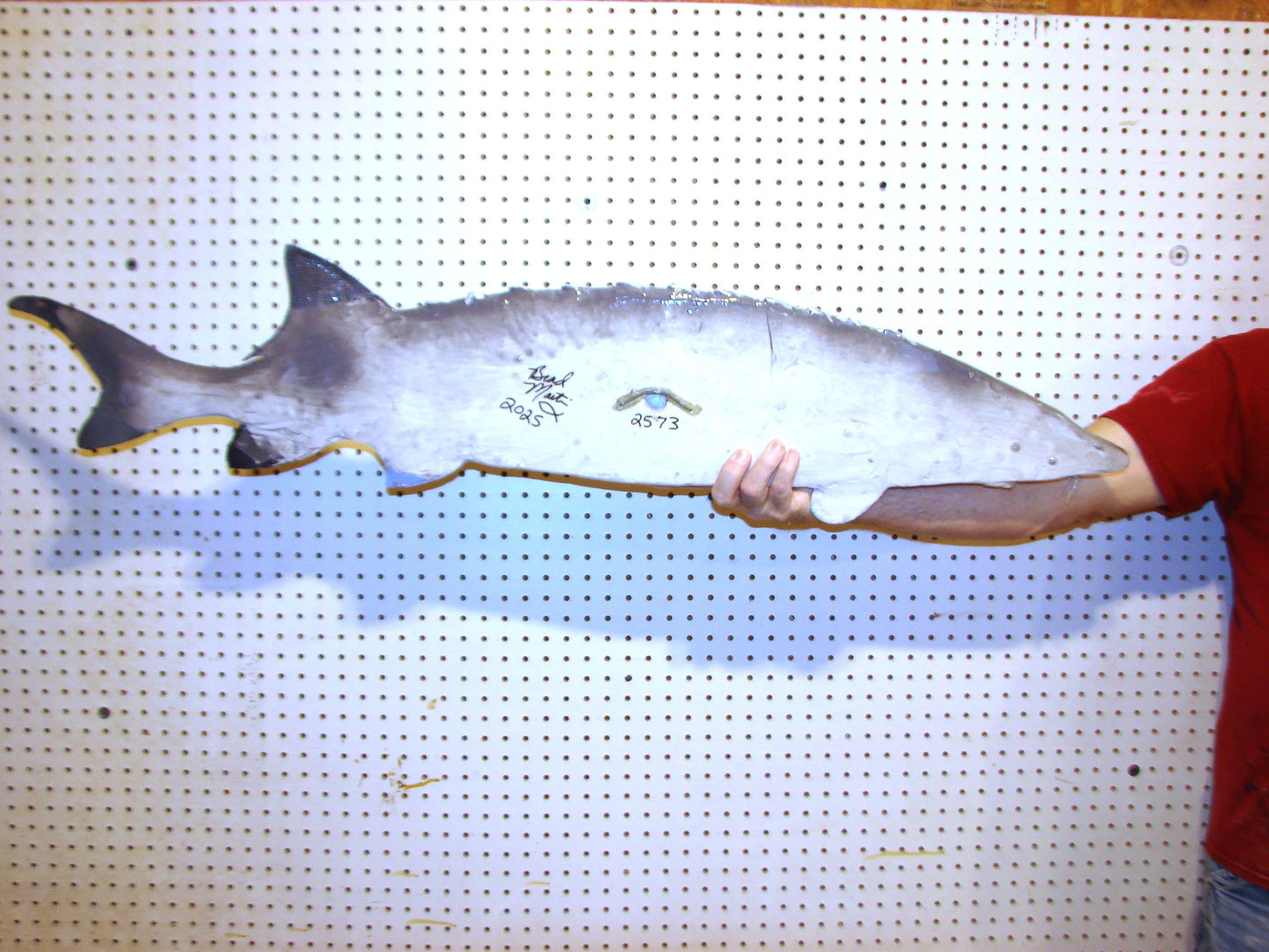 48" White Sturgeon Fish Mount FREE SHIPPING