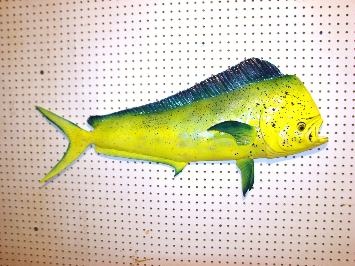 36" Bull Mahi Dorado Dolphin Fish mount  FREE SHIPPING