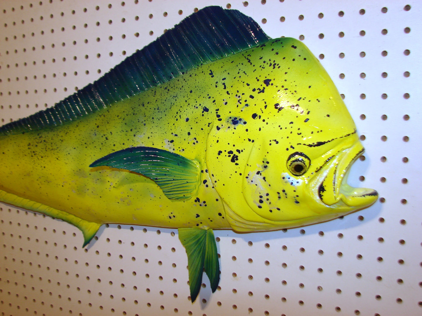 36" Bull Mahi Dorado Dolphin Fish mount  FREE SHIPPING