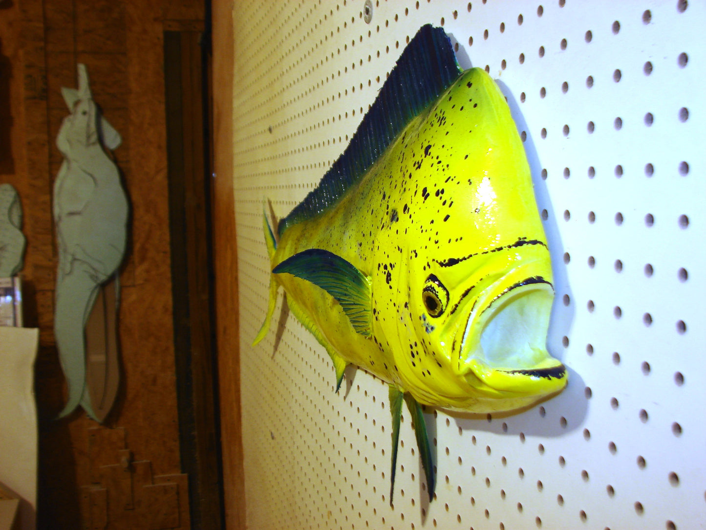 36" Bull Mahi Dorado Dolphin Fish mount  FREE SHIPPING