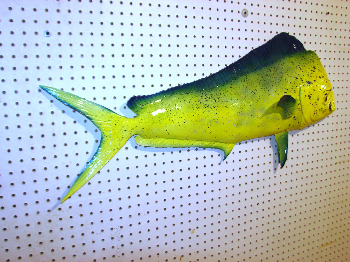 36" Bull Mahi Dorado Dolphin Fish mount  FREE SHIPPING