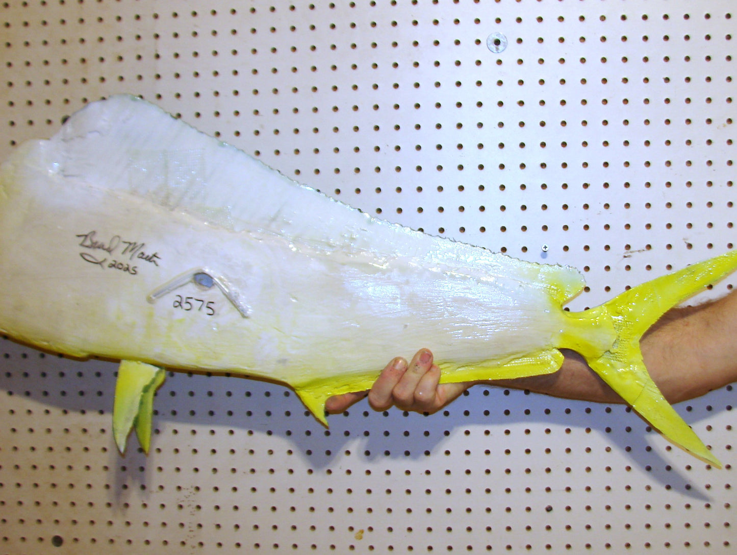 36" Bull Mahi Dorado Dolphin Fish mount  FREE SHIPPING