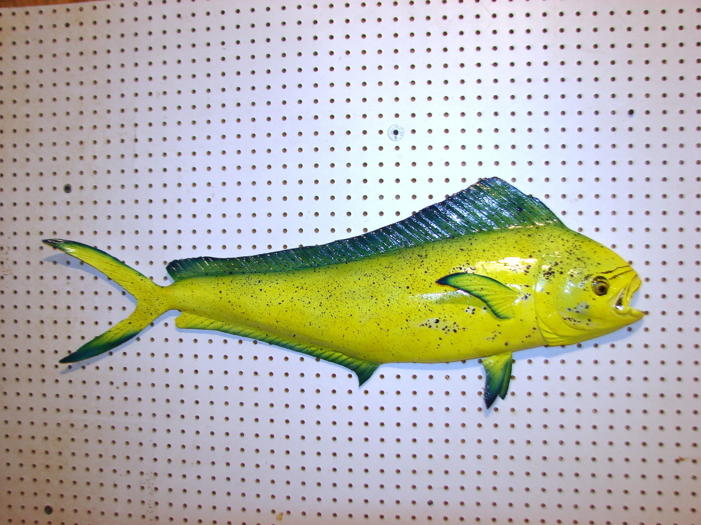36" Cow Mahi Dorado Dolphin Fish mount  FREE SHIPPING