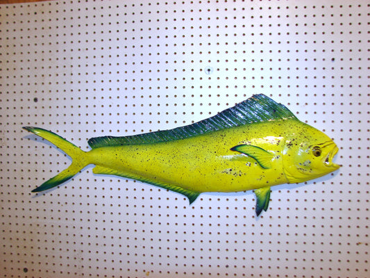 36" Cow Mahi Dorado Dolphin Fish mount  FREE SHIPPING