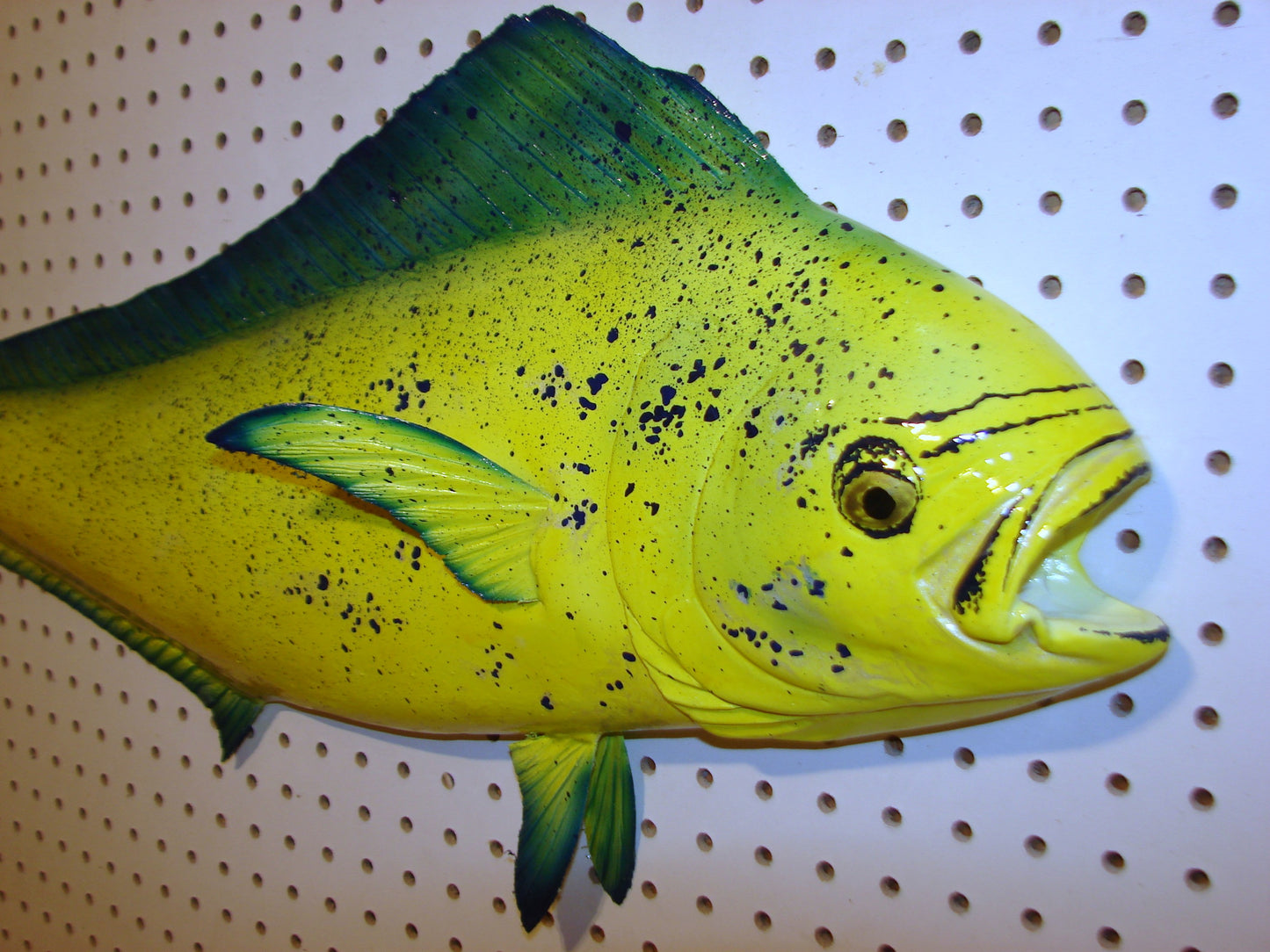 36" Cow Mahi Dorado Dolphin Fish mount  FREE SHIPPING