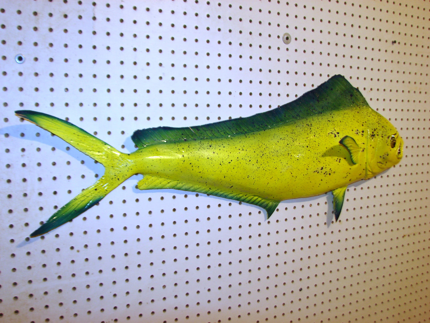 36" Cow Mahi Dorado Dolphin Fish mount  FREE SHIPPING