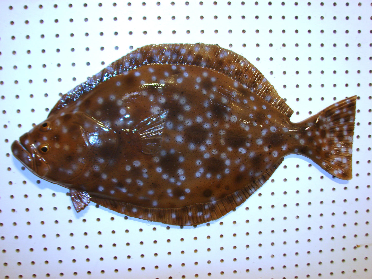 24" Flounder FREE SHIPPING