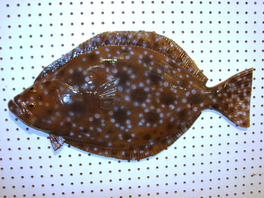 24" Flounder FREE SHIPPING