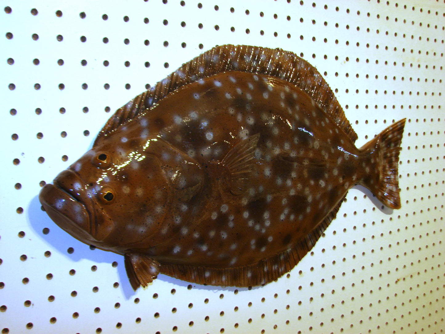 24" Flounder FREE SHIPPING