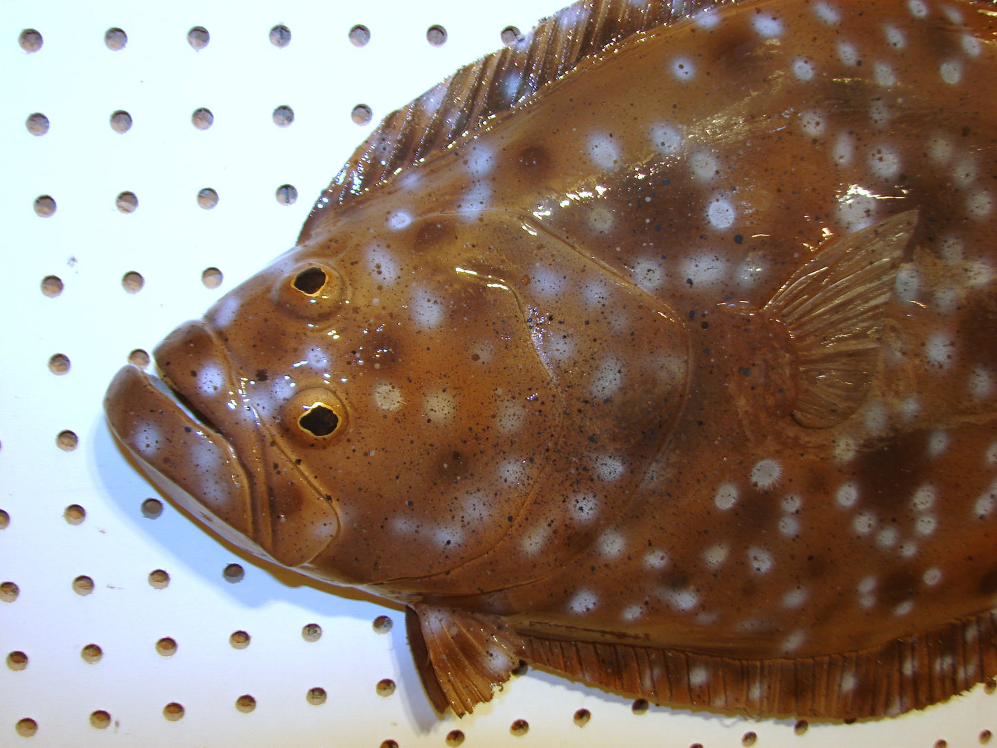 24" Flounder FREE SHIPPING