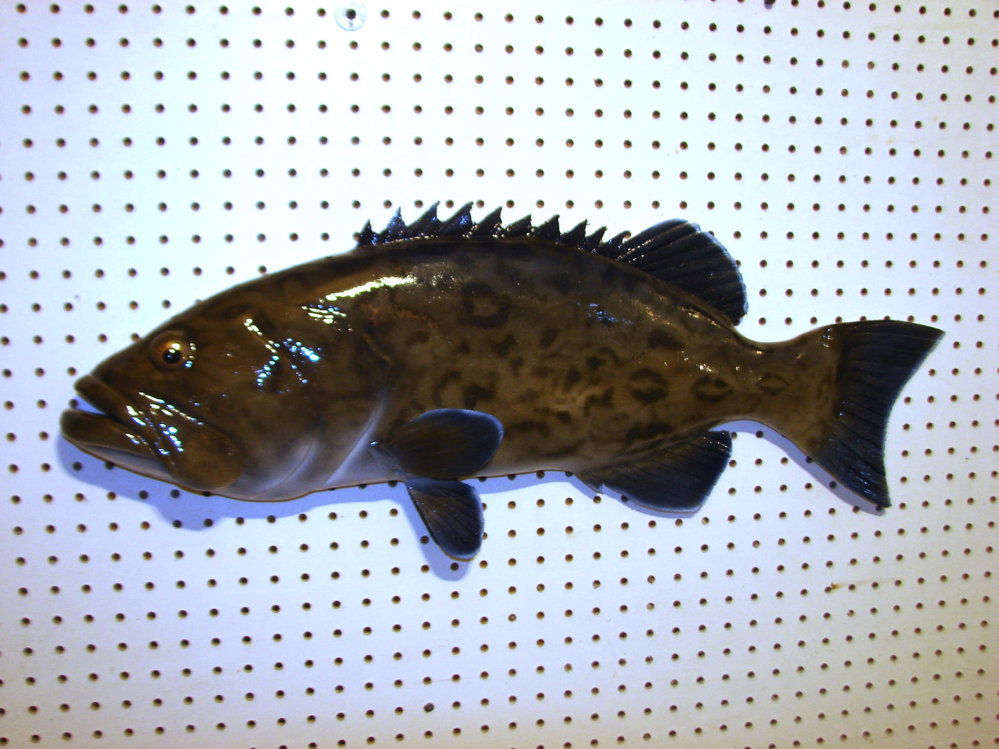 30" Gag Grouper Fish Mount FREE SHIPPING