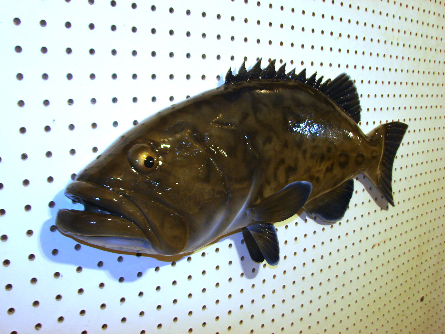 30" Gag Grouper Fish Mount FREE SHIPPING