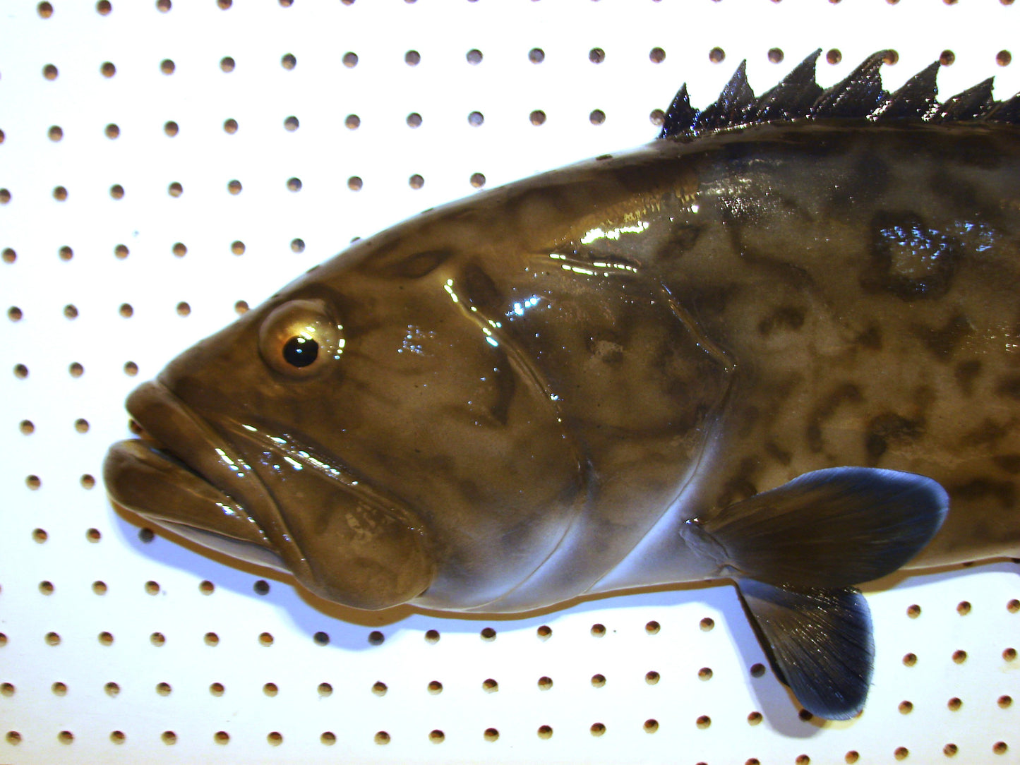 30" Gag Grouper Fish Mount FREE SHIPPING