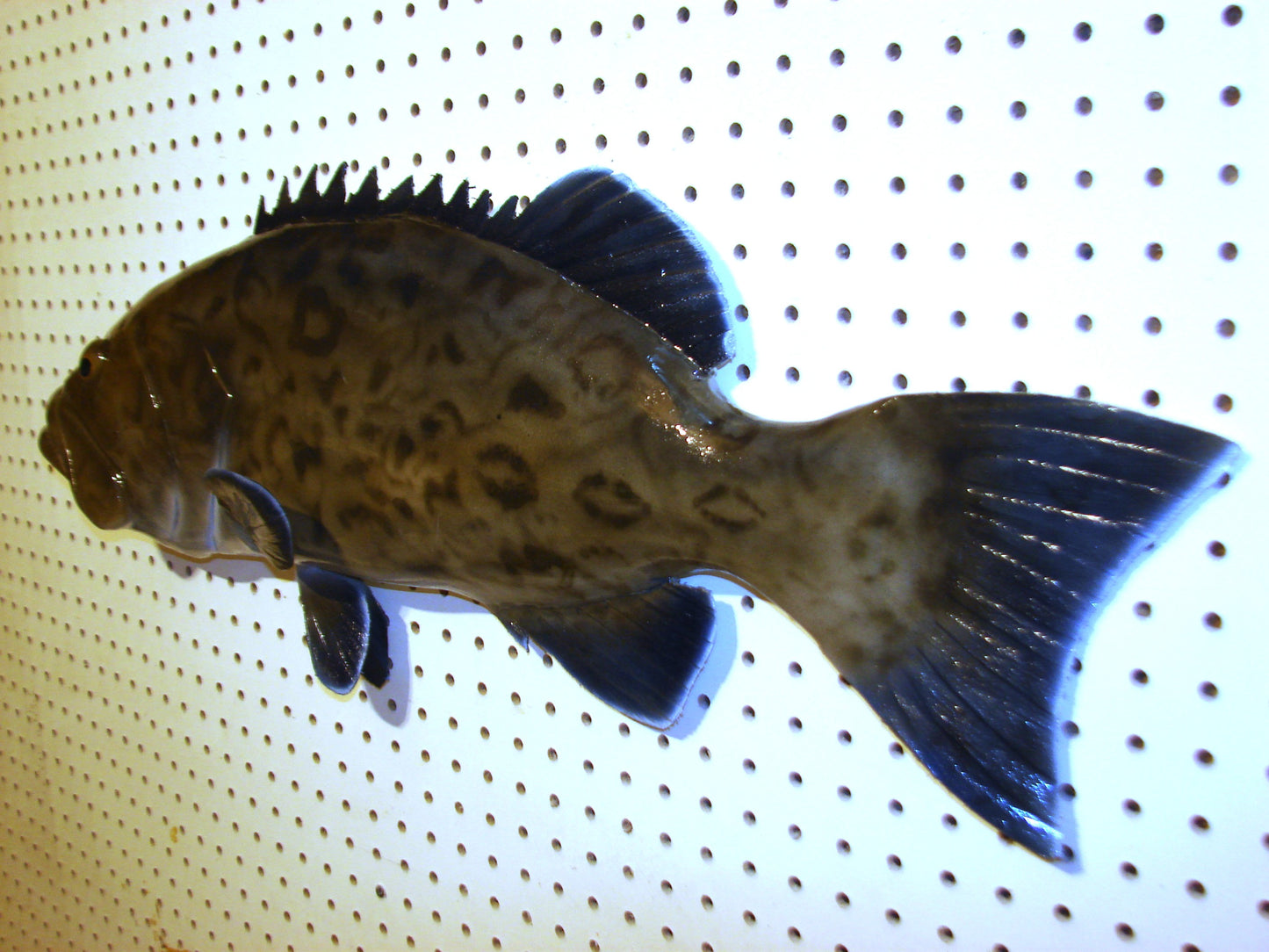30" Gag Grouper Fish Mount FREE SHIPPING