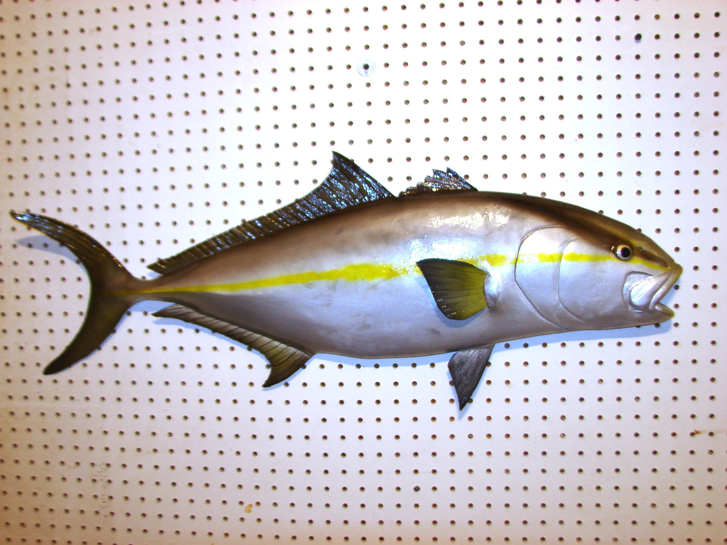 36" Amberjack FREE SHIPPING