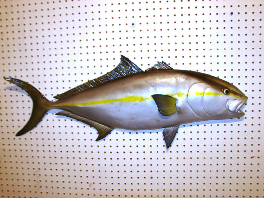 36" Amberjack FREE SHIPPING