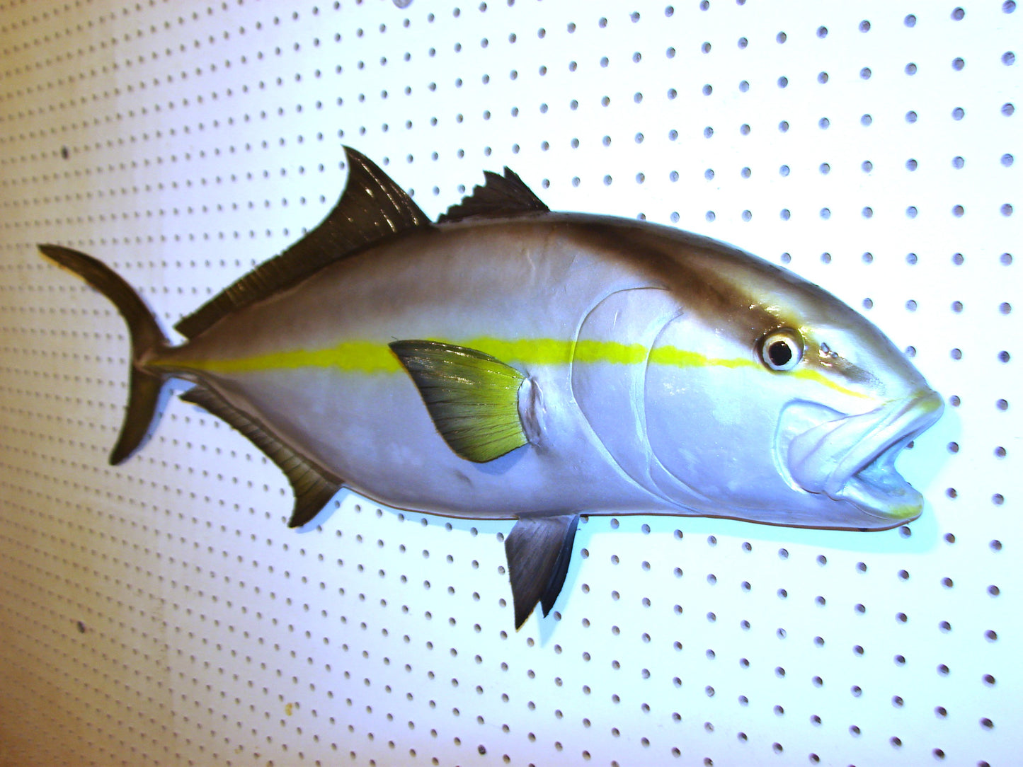 36" Amberjack FREE SHIPPING