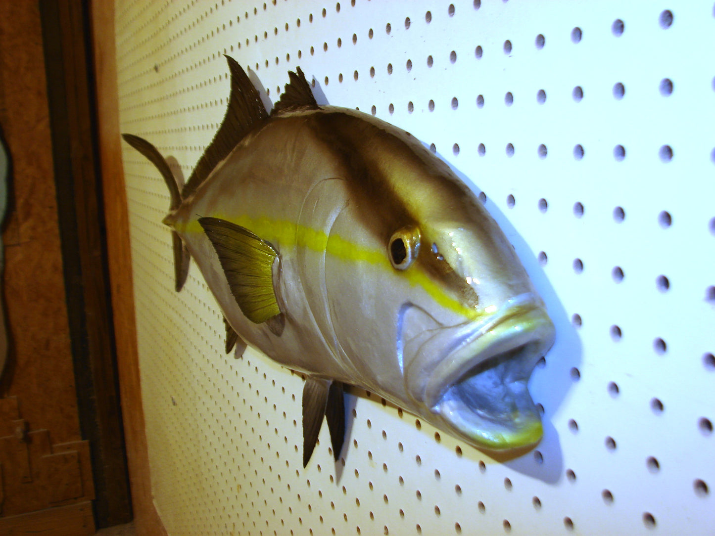 36" Amberjack FREE SHIPPING