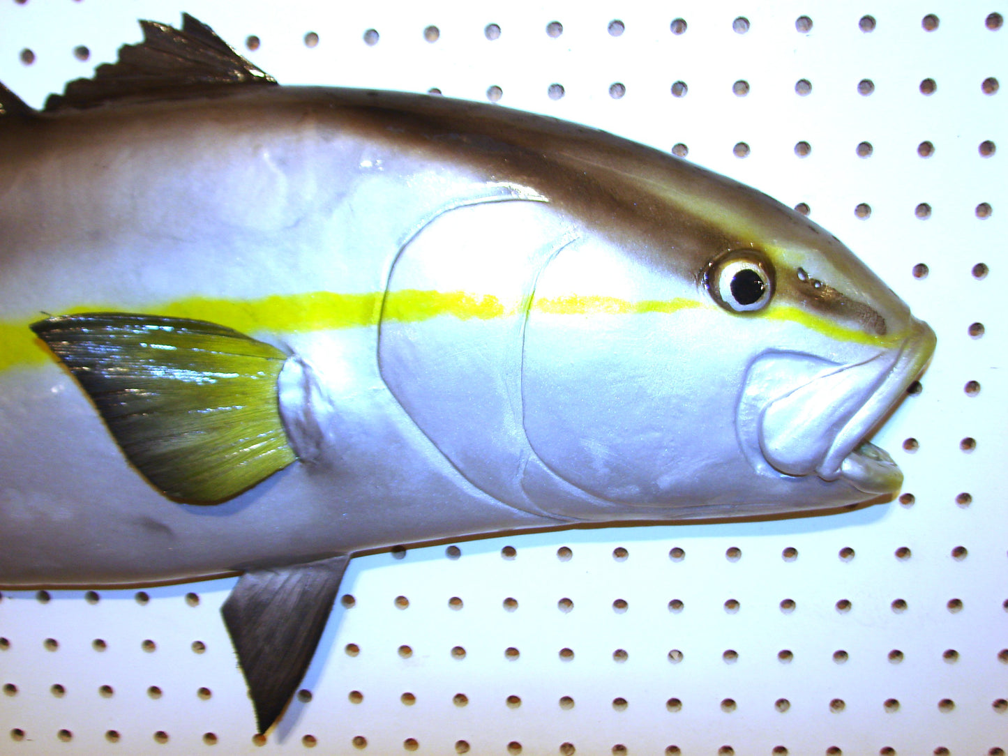 36" Amberjack FREE SHIPPING