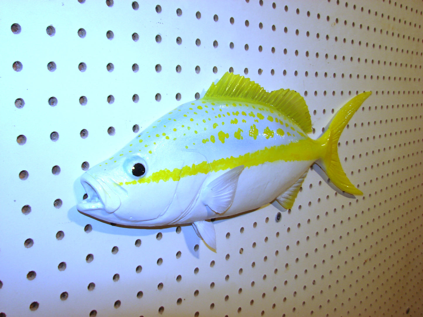21" Yellowtail Snapper Fish Mount FREE SHIPPING