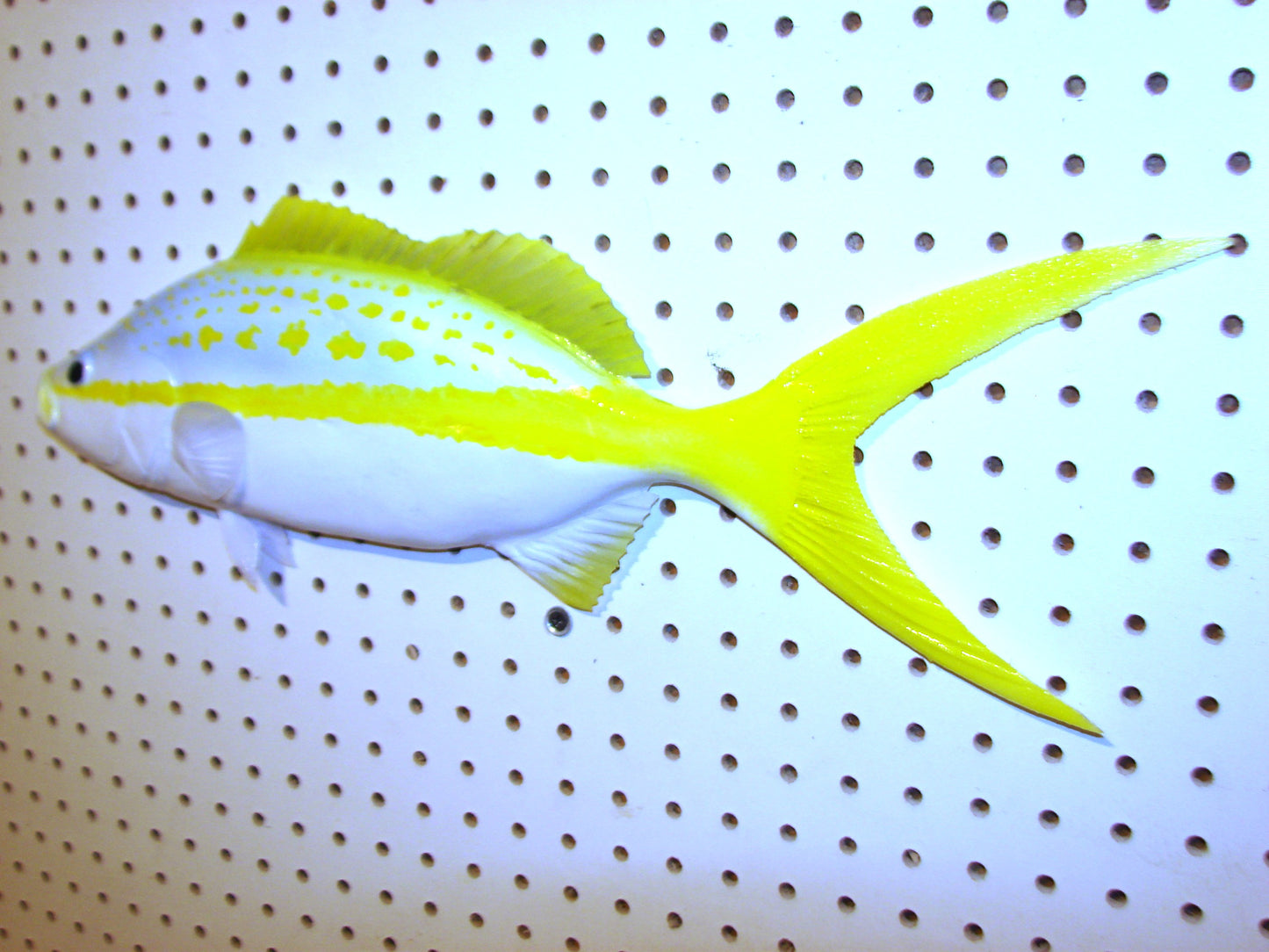 21" Yellowtail Snapper Fish Mount FREE SHIPPING