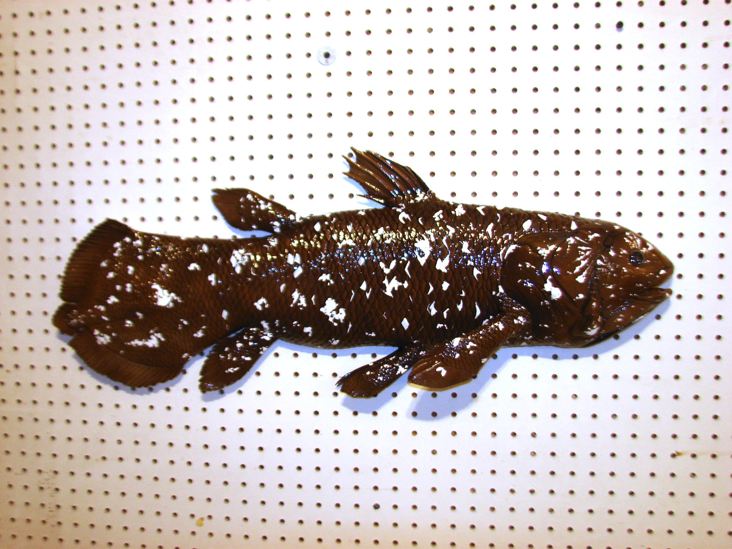 Coelacanth Fish Mount FREE SHIPPING