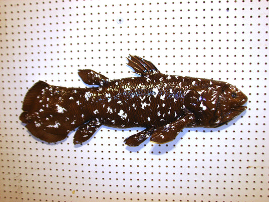 Coelacanth Fish Mount FREE SHIPPING