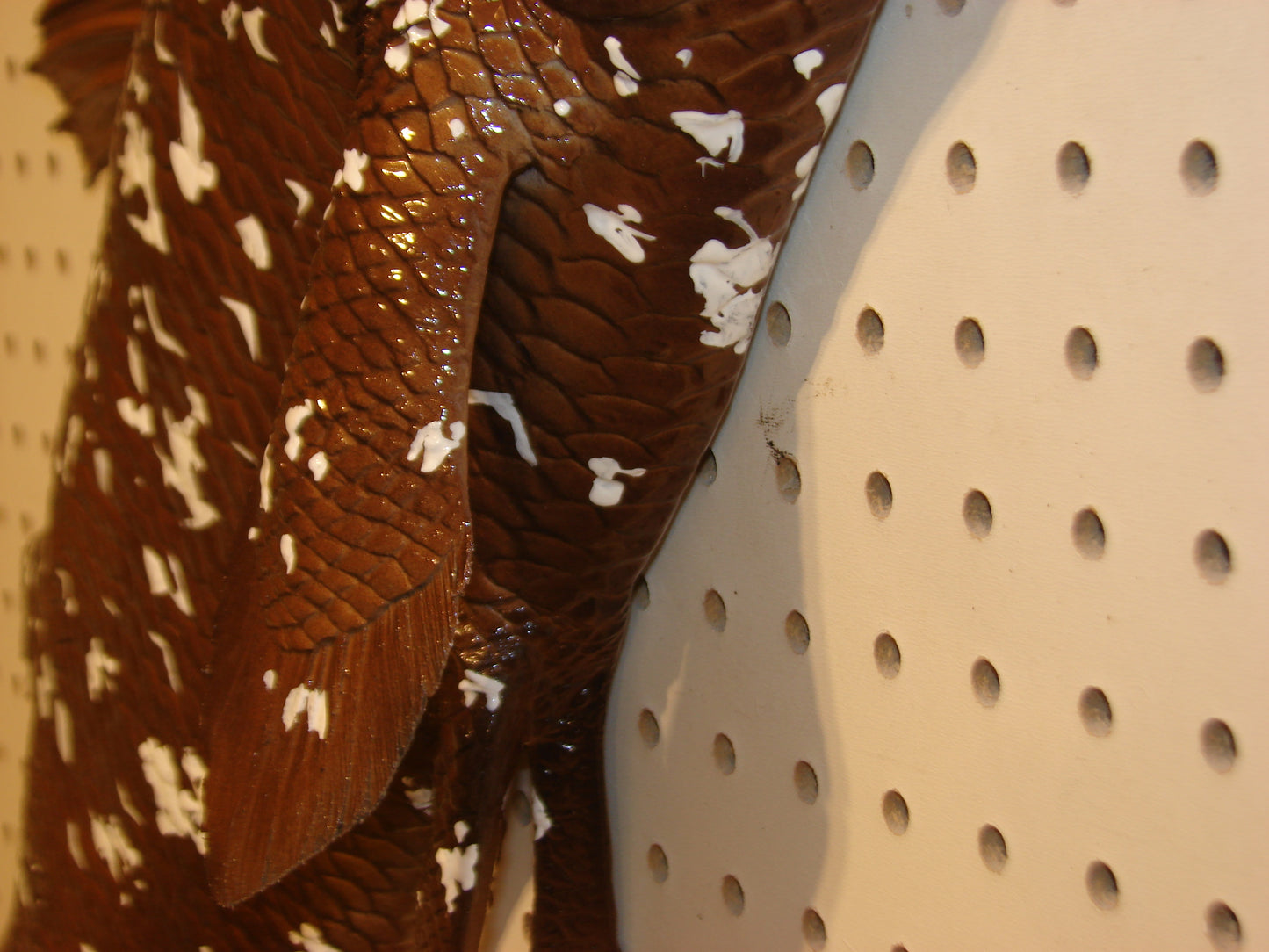 Coelacanth Fish Mount FREE SHIPPING