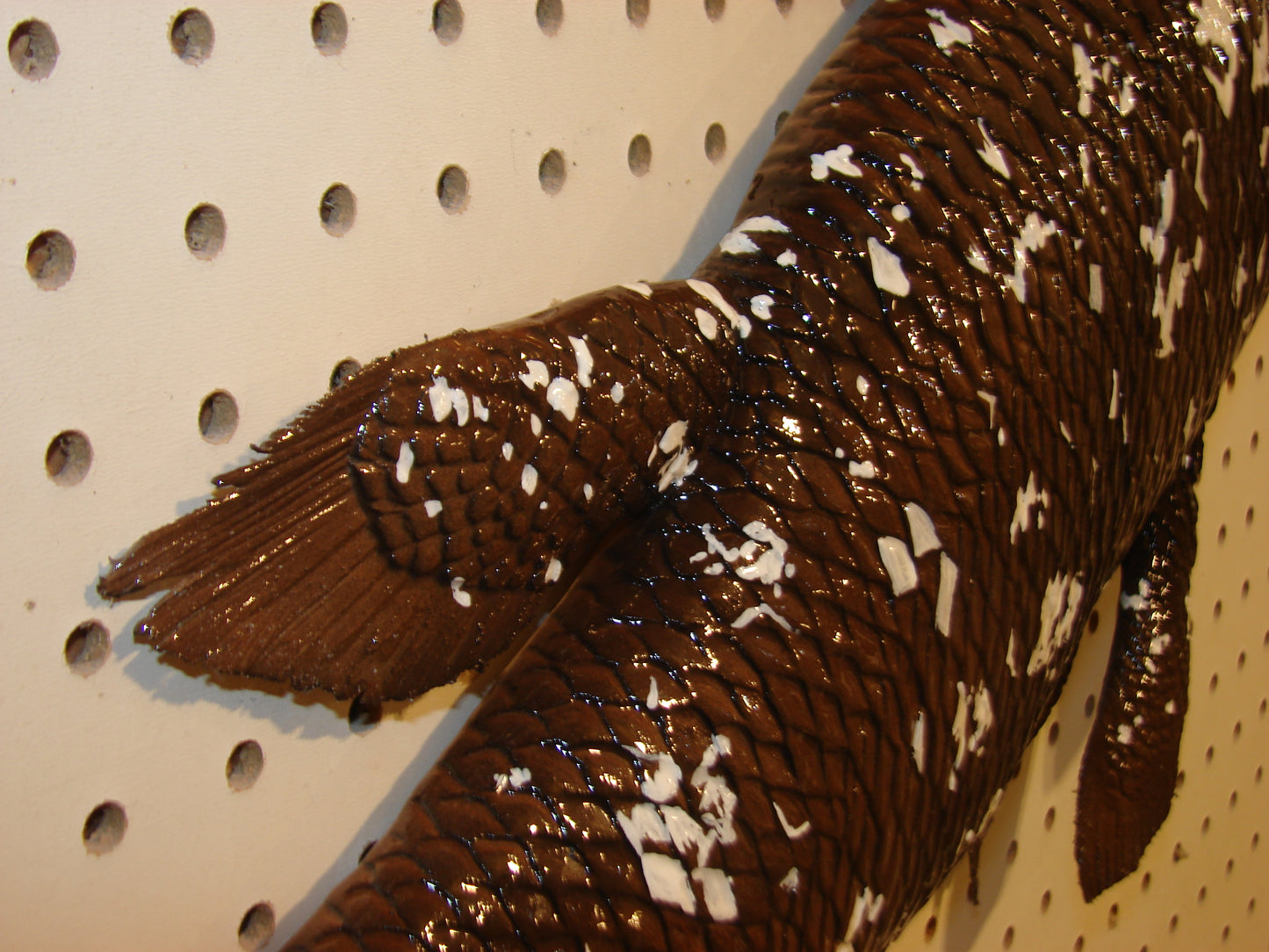 Coelacanth Fish Mount FREE SHIPPING