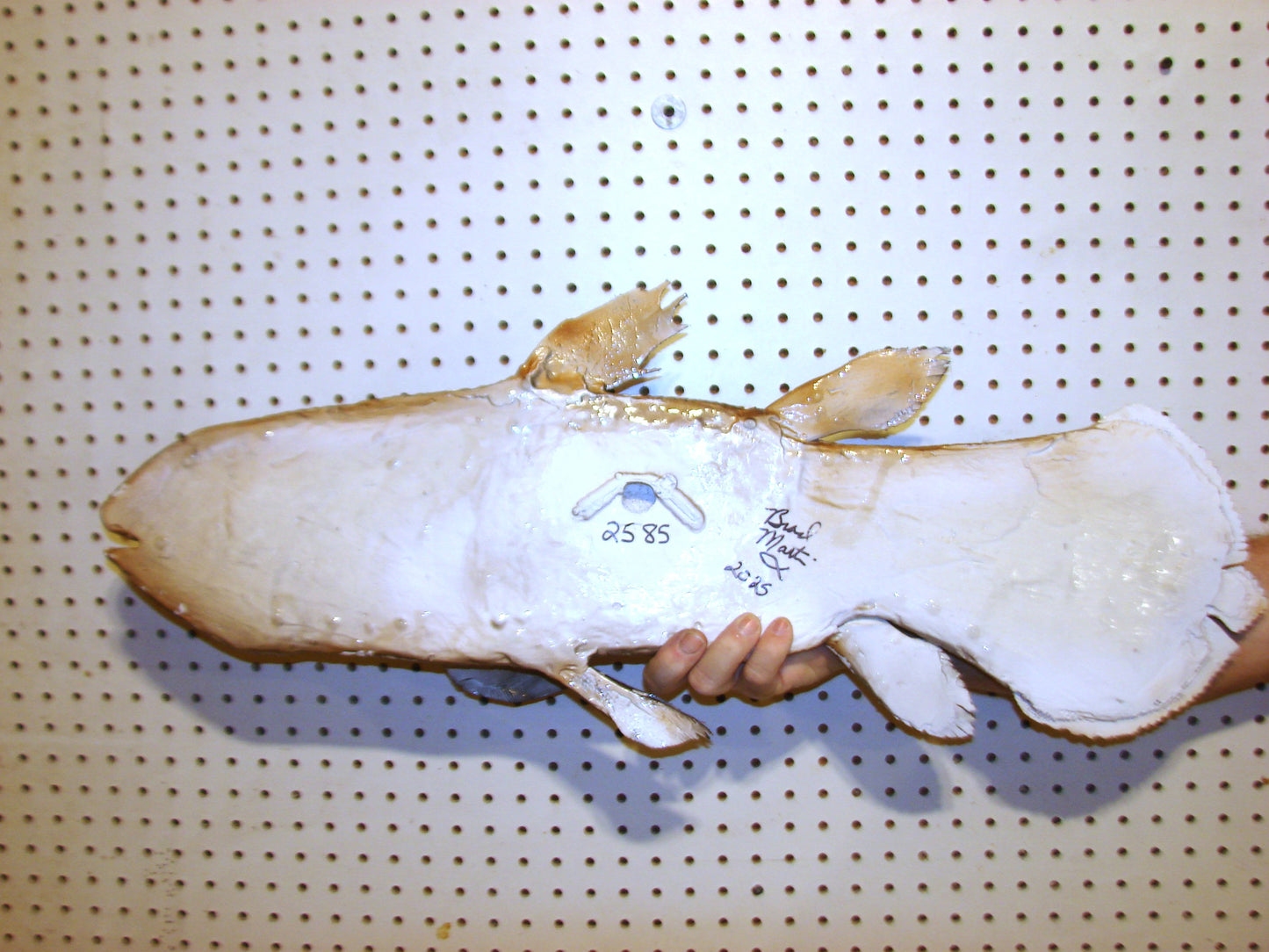 Coelacanth Fish Mount FREE SHIPPING