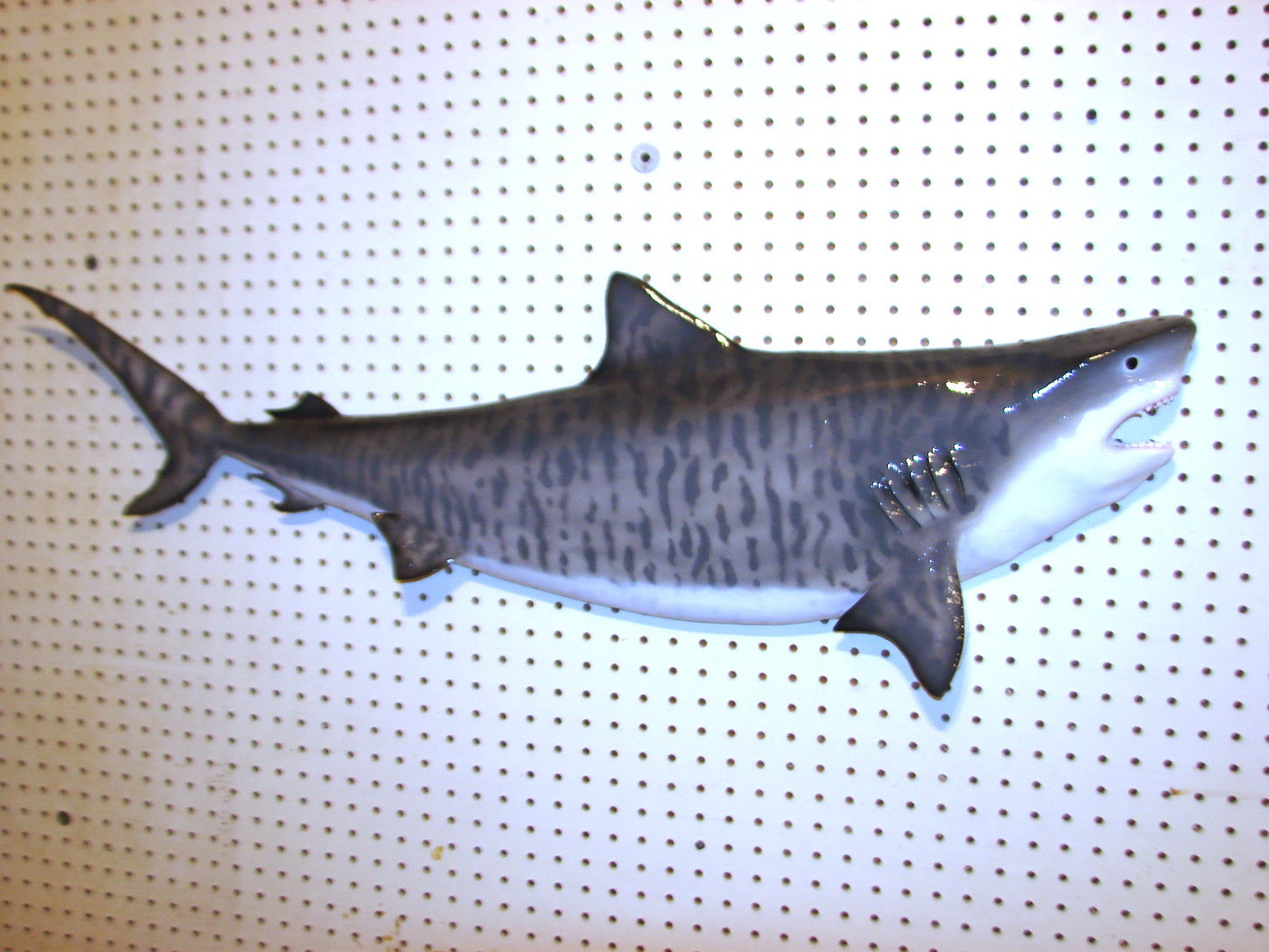 Tiger Shark Fish Mount FREE SHIPPING