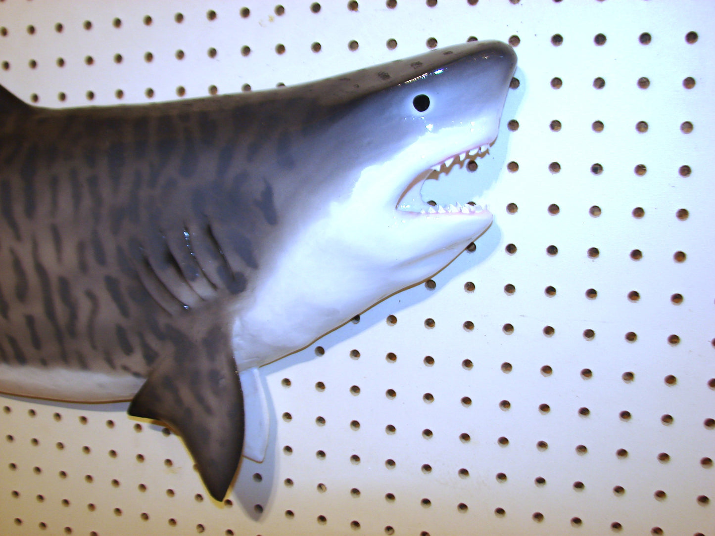 Tiger Shark Fish Mount FREE SHIPPING